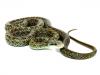 Japanese ratsnake