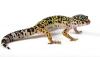 Lopard gecko