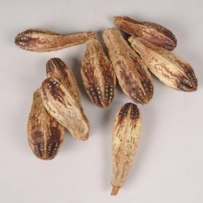 Acajou