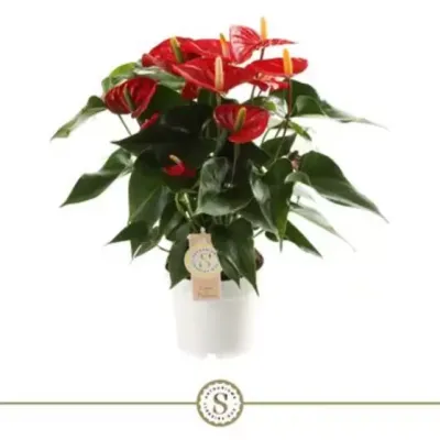 Anthurium andreanum royal  rouge