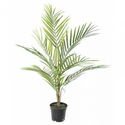 Areca 60