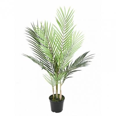 Areca 71
