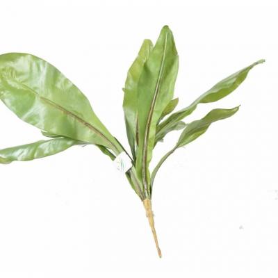 Asplenium s