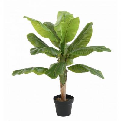 Bananier tree 1 