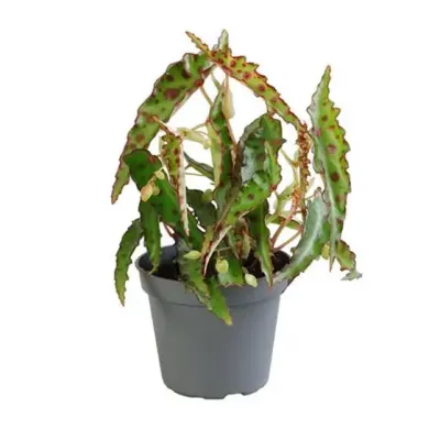 Begonia an