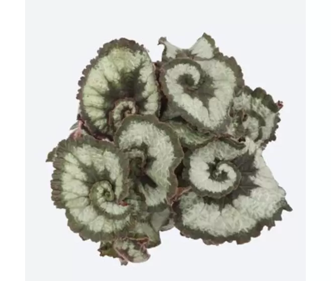 Begonia rex blad