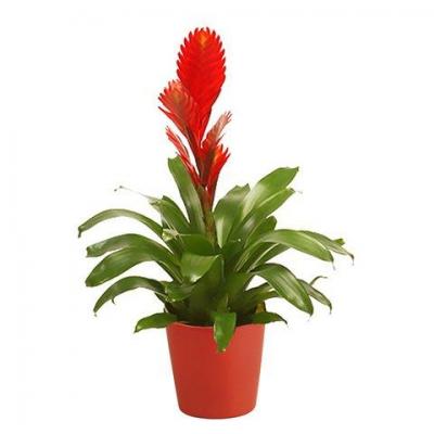 Bromelia rouge