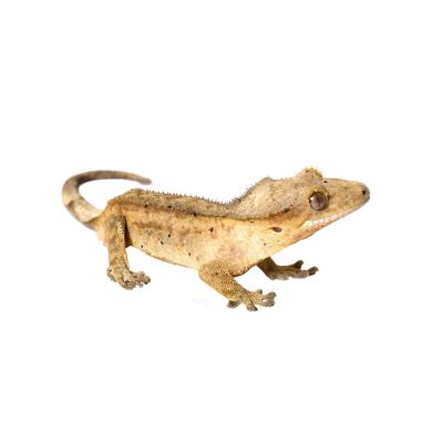 Correlophus ciliatus white 1
