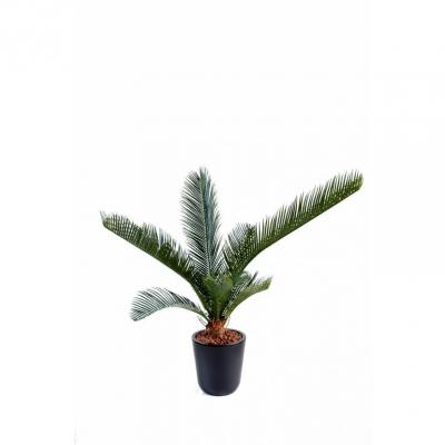 Cycas baby10