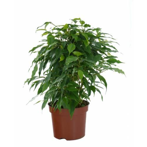 Ficus benjamina danielle fr 500 0000511