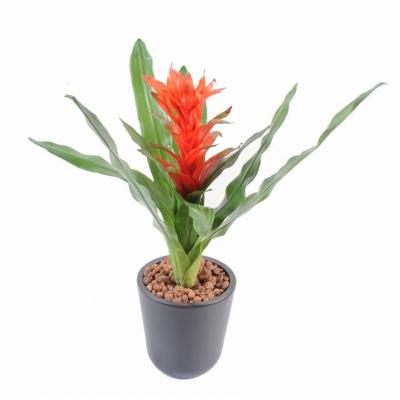 Guzmania