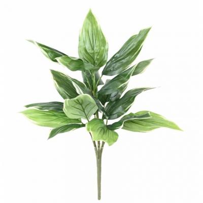 Hosta18 55 1 