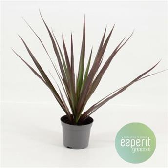 I moyenne 105250 dracaena magenta tete net