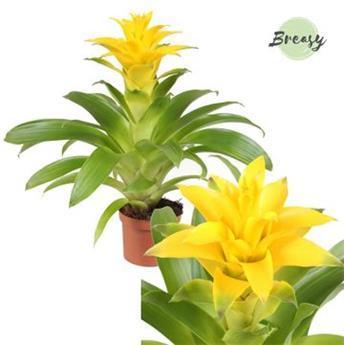 I moyenne 43834 guzmania diana jaune net