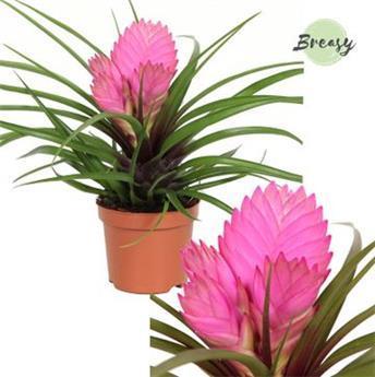 I moyenne 47419 tillandsia cyanea josee net