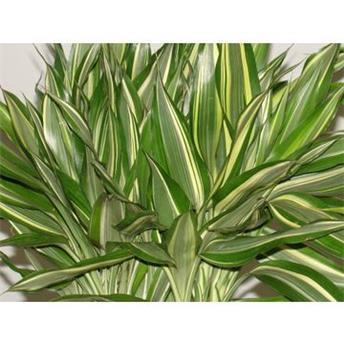 I moyenne 83780 dracaena sanderiana tresse cylindre net