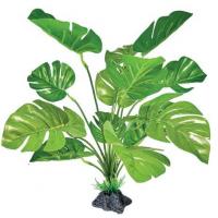 Monstera arti