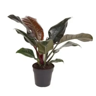 Philodendron