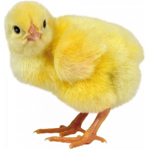Poussin congeler 1 kg