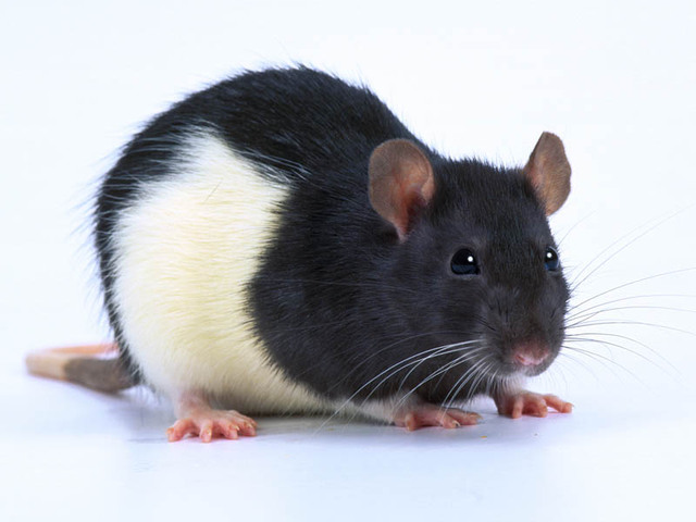 Rat 1743 1
