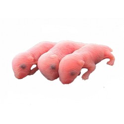 Rat rose congele