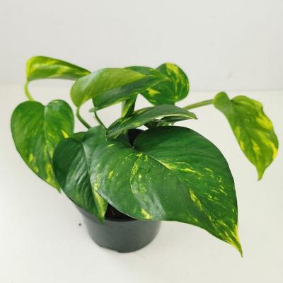 Scindapsus aureum