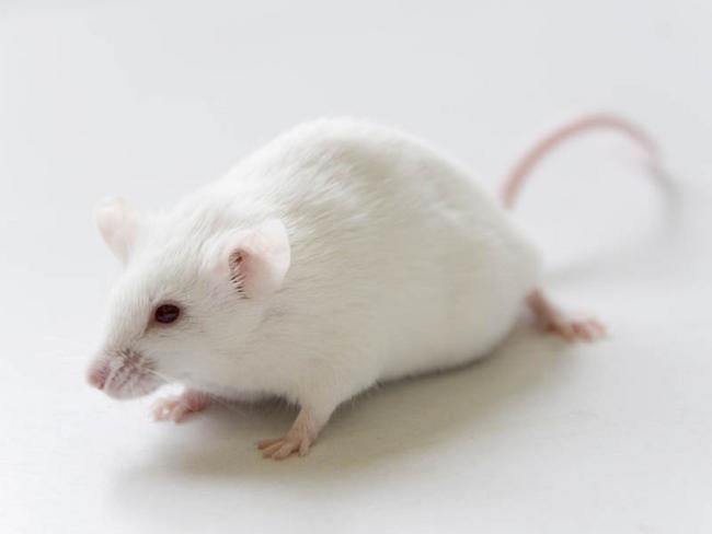 Souris 1