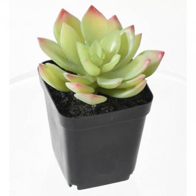 Succulent assorti 12 1 