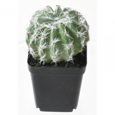Succulent assorti 12 2 