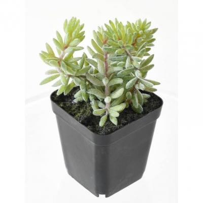 Succulent assorti 12 3 