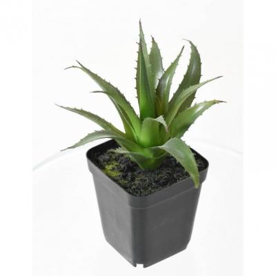 Succulent assorti 12