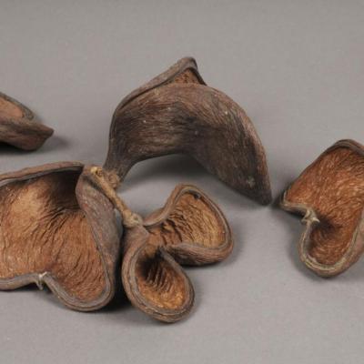 X045ec paquet de 10 badam naturel d8cm p image 79760 grande