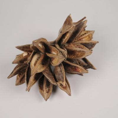 X145ec bois de penca sororoca seche naturel 30x17cm h17cm p image 104853 grande