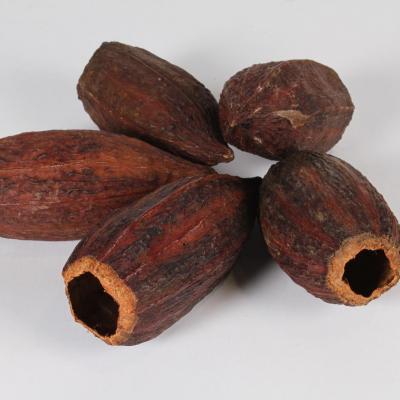 X947mi cabosse de cacao sechee d6cm h15cm p image 118085 grande